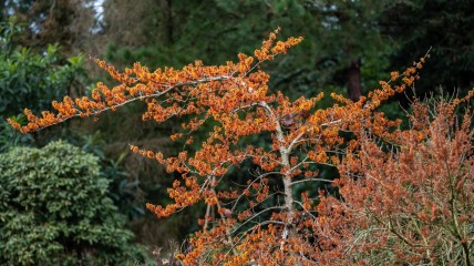 Hamamelisfeesten - Arboretum Kalmthout - Gegidste wandeling